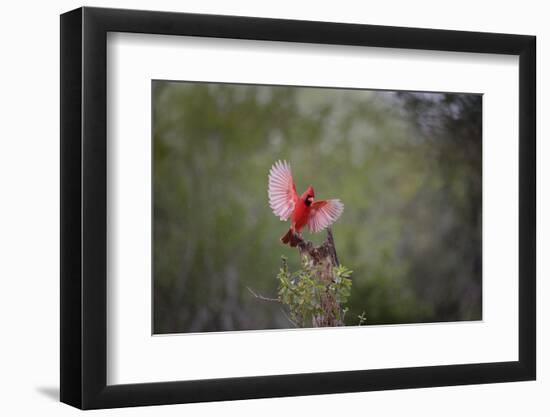 Northern cardinal landing.-Larry Ditto-Framed Photographic Print