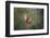 Northern cardinal landing.-Larry Ditto-Framed Photographic Print