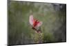 Northern cardinal landing.-Larry Ditto-Mounted Photographic Print