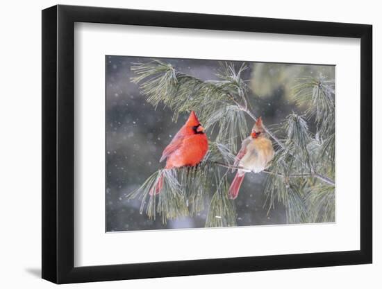 Northern cardinal male and female in pine tree in winter, Marion County, Illinois.-Richard & Susan Day-Framed Photographic Print