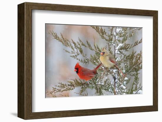 Northern cardinal male and female in red cedar tree in winter snow, Marion County, Illinois.-Richard & Susan Day-Framed Photographic Print