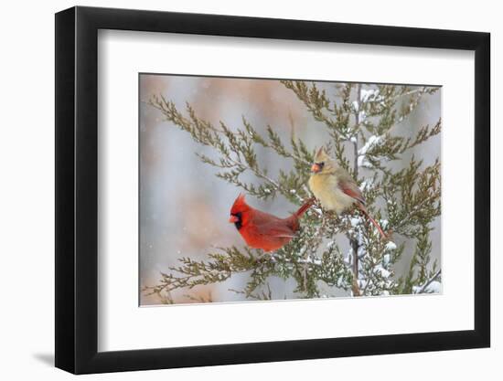 Northern cardinal male and female in red cedar tree in winter snow, Marion County, Illinois.-Richard & Susan Day-Framed Photographic Print