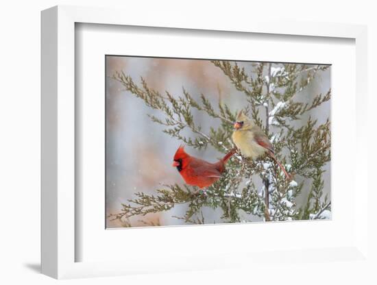 Northern cardinal male and female in red cedar tree in winter snow, Marion County, Illinois.-Richard & Susan Day-Framed Photographic Print