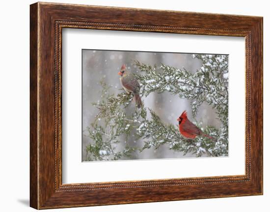 Northern cardinal male and female in red cedar tree in winter snow, Marion County, Illinois.-Richard & Susan Day-Framed Photographic Print