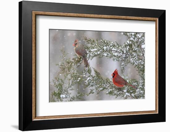 Northern cardinal male and female in red cedar tree in winter snow, Marion County, Illinois.-Richard & Susan Day-Framed Photographic Print