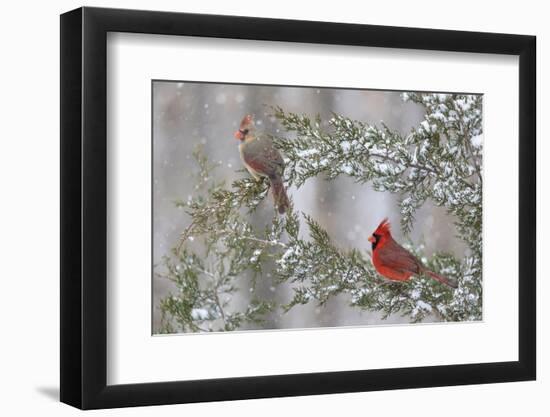 Northern cardinal male and female in red cedar tree in winter snow, Marion County, Illinois.-Richard & Susan Day-Framed Photographic Print