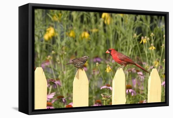 Northern Cardinal Male and Song Sparrow on Picket Fence, Illinois, Usa-Richard ans Susan Day-Framed Premier Image Canvas