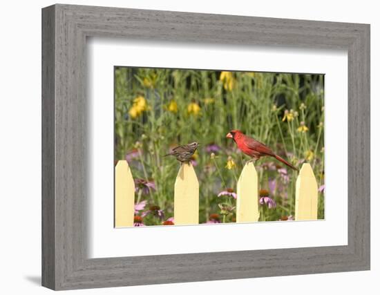 Northern Cardinal Male and Song Sparrow on Picket Fence, Illinois, Usa-Richard ans Susan Day-Framed Photographic Print