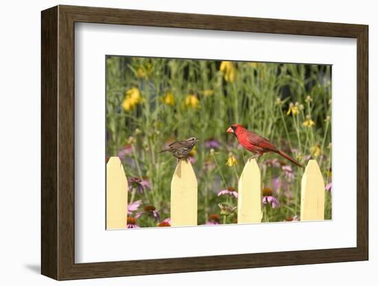 Northern Cardinal Male and Song Sparrow on Picket Fence, Illinois, Usa-Richard ans Susan Day-Framed Photographic Print