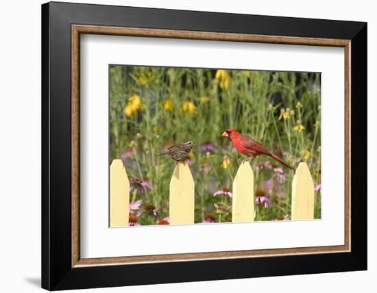 Northern Cardinal Male and Song Sparrow on Picket Fence, Illinois, Usa-Richard ans Susan Day-Framed Photographic Print