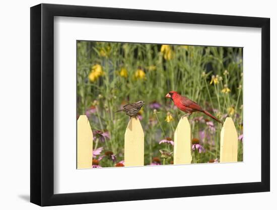 Northern Cardinal Male and Song Sparrow on Picket Fence, Illinois, Usa-Richard ans Susan Day-Framed Photographic Print