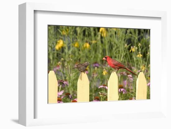 Northern Cardinal Male and Song Sparrow on Picket Fence, Illinois, Usa-Richard ans Susan Day-Framed Photographic Print