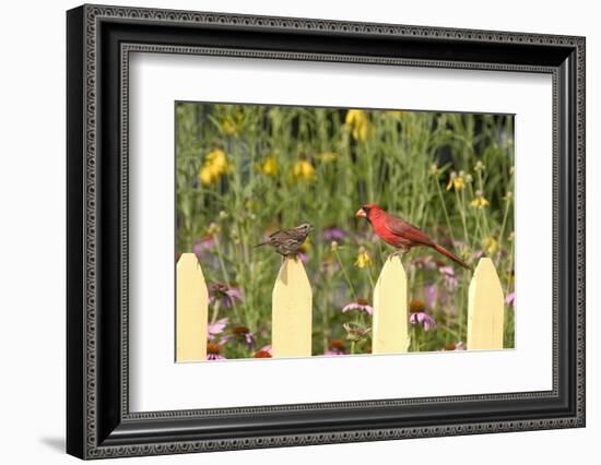 Northern Cardinal Male and Song Sparrow on Picket Fence, Illinois, Usa-Richard ans Susan Day-Framed Photographic Print