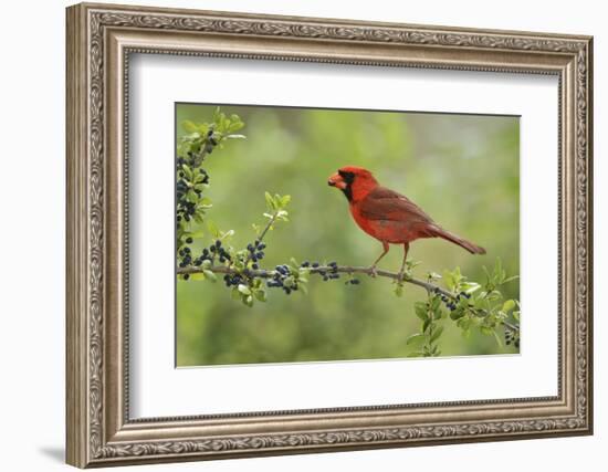 Northern Cardinal male eating Elbow bush berries, Hill Country, Texas, USA-Rolf Nussbaumer-Framed Photographic Print