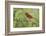 Northern Cardinal male eating Elbow bush berries, Hill Country, Texas, USA-Rolf Nussbaumer-Framed Photographic Print