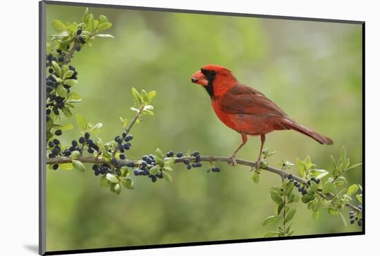 Northern Cardinal male eating Elbow bush berries, Hill Country, Texas, USA-Rolf Nussbaumer-Mounted Photographic Print