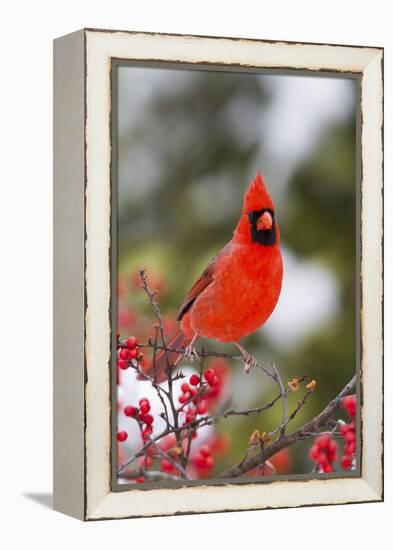 Northern Cardinal Male in Common Winterberry Bush in Winter, Marion County, Illinois-Richard and Susan Day-Framed Premier Image Canvas