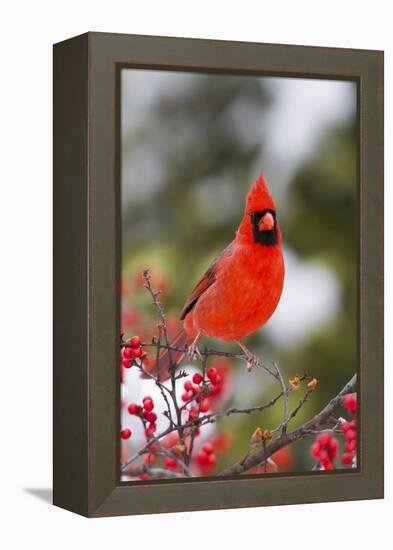 Northern Cardinal Male in Common Winterberry Bush in Winter, Marion County, Illinois-Richard and Susan Day-Framed Premier Image Canvas