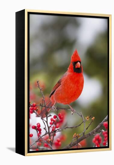 Northern Cardinal Male in Common Winterberry Bush in Winter, Marion County, Illinois-Richard and Susan Day-Framed Premier Image Canvas