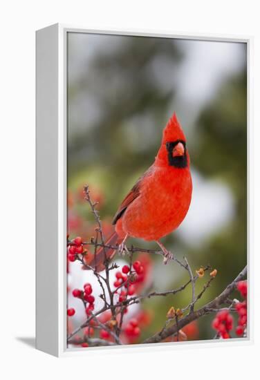 Northern Cardinal Male in Common Winterberry Bush in Winter, Marion County, Illinois-Richard and Susan Day-Framed Premier Image Canvas