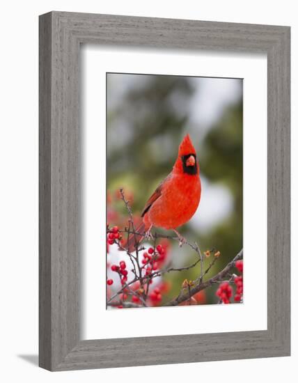 Northern Cardinal Male in Common Winterberry Bush in Winter, Marion County, Illinois-Richard and Susan Day-Framed Photographic Print