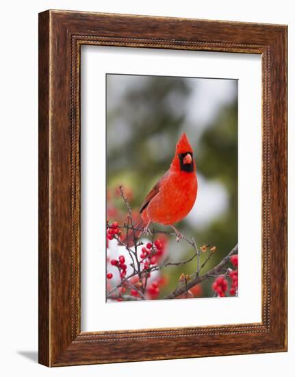 Northern Cardinal Male in Common Winterberry Bush in Winter, Marion County, Illinois-Richard and Susan Day-Framed Photographic Print