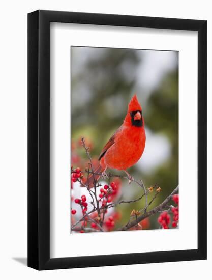 Northern Cardinal Male in Common Winterberry Bush in Winter, Marion County, Illinois-Richard and Susan Day-Framed Photographic Print