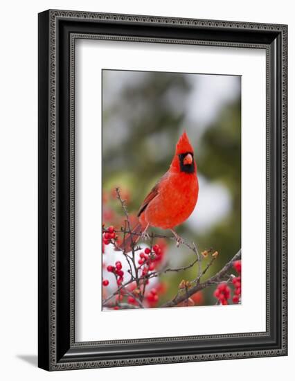 Northern Cardinal Male in Common Winterberry Bush in Winter, Marion County, Illinois-Richard and Susan Day-Framed Photographic Print