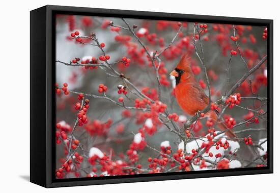 Northern Cardinal Male in Common Winterberry Bush in Winter, Marion County, Illinois-Richard and Susan Day-Framed Premier Image Canvas