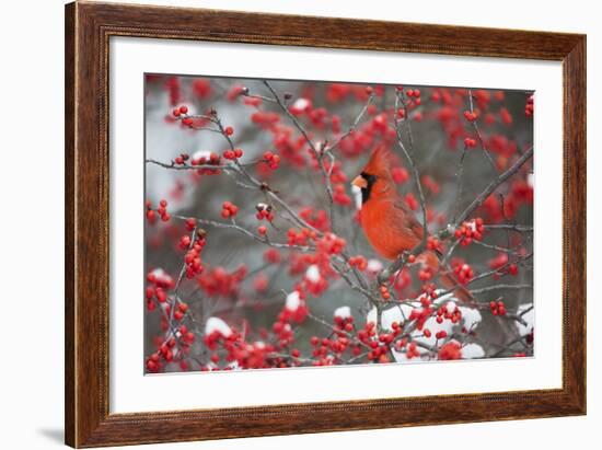 Northern Cardinal Male in Common Winterberry Bush in Winter, Marion County, Illinois-Richard and Susan Day-Framed Photographic Print