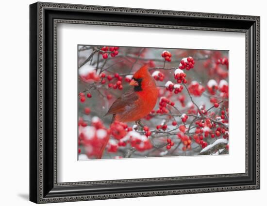 Northern Cardinal male in Common Winterberry bush in winter, Marion County, Illinois-Richard & Susan Day-Framed Photographic Print