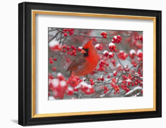 Northern Cardinal male in Common Winterberry bush in winter, Marion County, Illinois-Richard & Susan Day-Framed Photographic Print