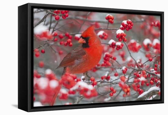 Northern Cardinal male in Common Winterberry bush in winter, Marion County, Illinois-Richard & Susan Day-Framed Premier Image Canvas
