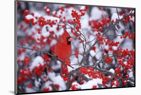 Northern Cardinal Male in Common Winterberry in Winter, Marion, Il-Richard and Susan Day-Mounted Photographic Print