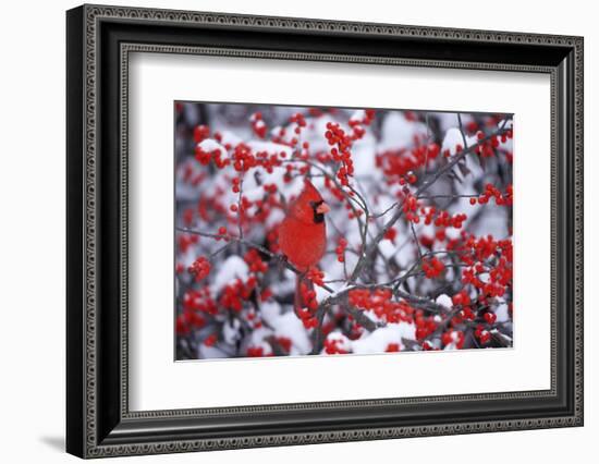 Northern Cardinal Male in Common Winterberry in Winter, Marion, Il-Richard and Susan Day-Framed Photographic Print