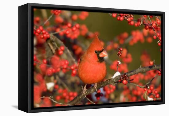 Northern Cardinal male in Common Winterberry in winter, Marion, Illinois, USA.-Richard & Susan Day-Framed Premier Image Canvas