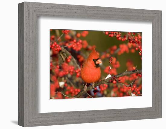 Northern Cardinal male in Common Winterberry in winter, Marion, Illinois, USA.-Richard & Susan Day-Framed Photographic Print