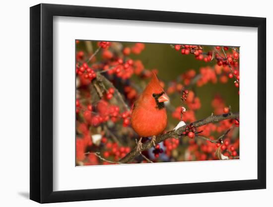 Northern Cardinal male in Common Winterberry in winter, Marion, Illinois, USA.-Richard & Susan Day-Framed Photographic Print
