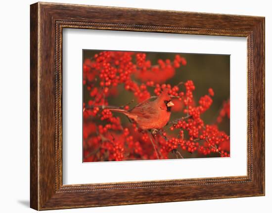 Northern Cardinal Male in Common Winterberry Marion, Il-Richard and Susan Day-Framed Photographic Print