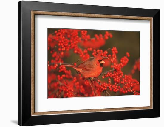 Northern Cardinal Male in Common Winterberry Marion, Il-Richard and Susan Day-Framed Photographic Print