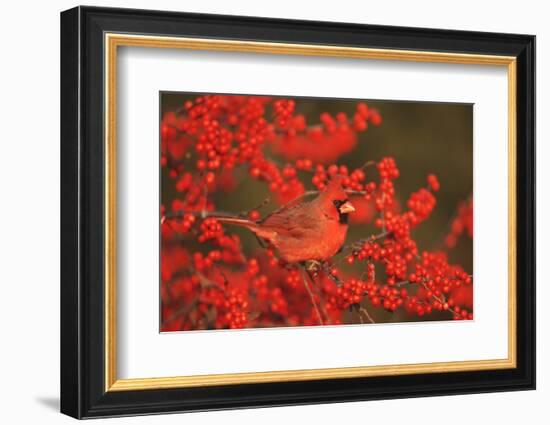 Northern Cardinal Male in Common Winterberry Marion, Il-Richard and Susan Day-Framed Photographic Print