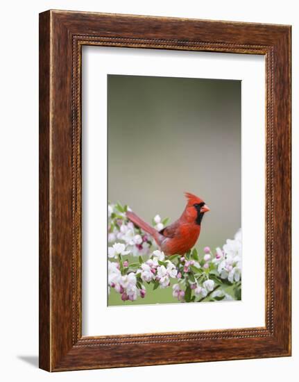 Northern Cardinal Male in Crabapple Tree, Marion, Illinois, Usa-Richard ans Susan Day-Framed Photographic Print