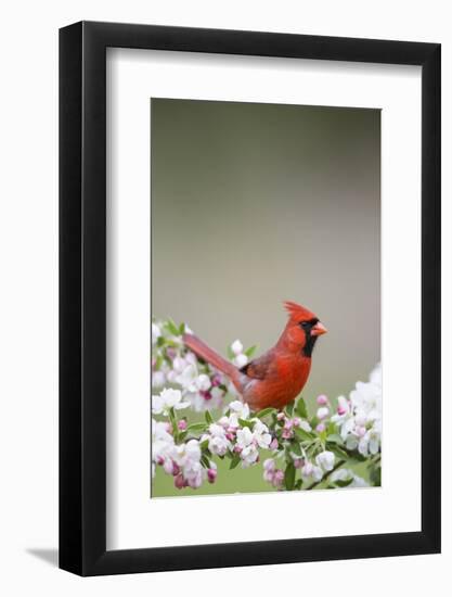 Northern Cardinal Male in Crabapple Tree, Marion, Illinois, Usa-Richard ans Susan Day-Framed Photographic Print