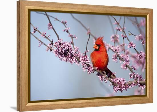 Northern Cardinal Male in Eastern Redbud, Marion, Illinois, Usa-Richard ans Susan Day-Framed Premier Image Canvas