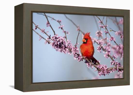 Northern Cardinal Male in Eastern Redbud, Marion, Illinois, Usa-Richard ans Susan Day-Framed Premier Image Canvas