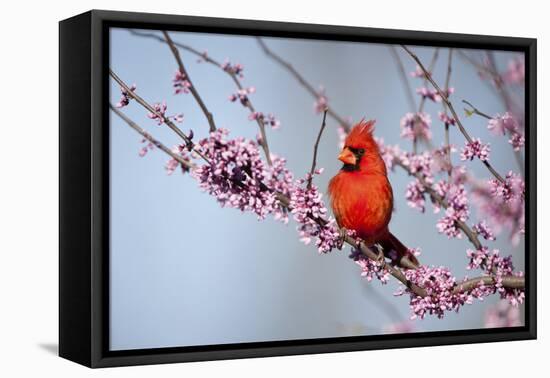 Northern Cardinal Male in Eastern Redbud, Marion, Illinois, Usa-Richard ans Susan Day-Framed Premier Image Canvas