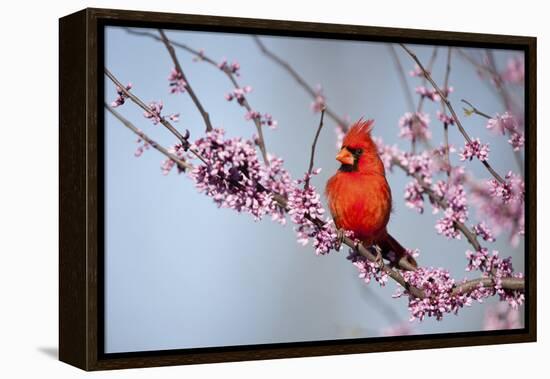 Northern Cardinal Male in Eastern Redbud, Marion, Illinois, Usa-Richard ans Susan Day-Framed Premier Image Canvas