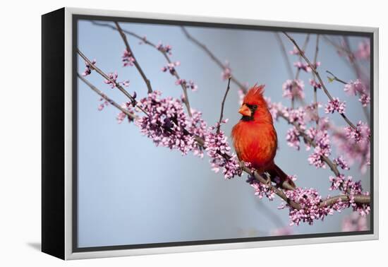 Northern Cardinal Male in Eastern Redbud, Marion, Illinois, Usa-Richard ans Susan Day-Framed Premier Image Canvas