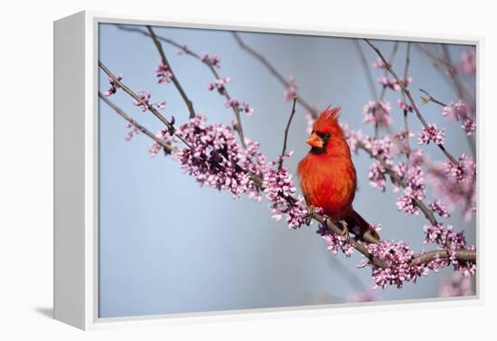 Northern Cardinal Male in Eastern Redbud, Marion, Illinois, Usa-Richard ans Susan Day-Framed Premier Image Canvas