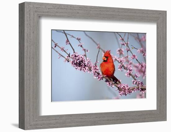 Northern Cardinal Male in Eastern Redbud, Marion, Illinois, Usa-Richard ans Susan Day-Framed Photographic Print